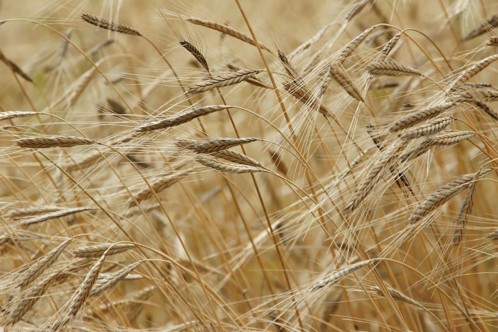 Al momento stai visualizzando Farro