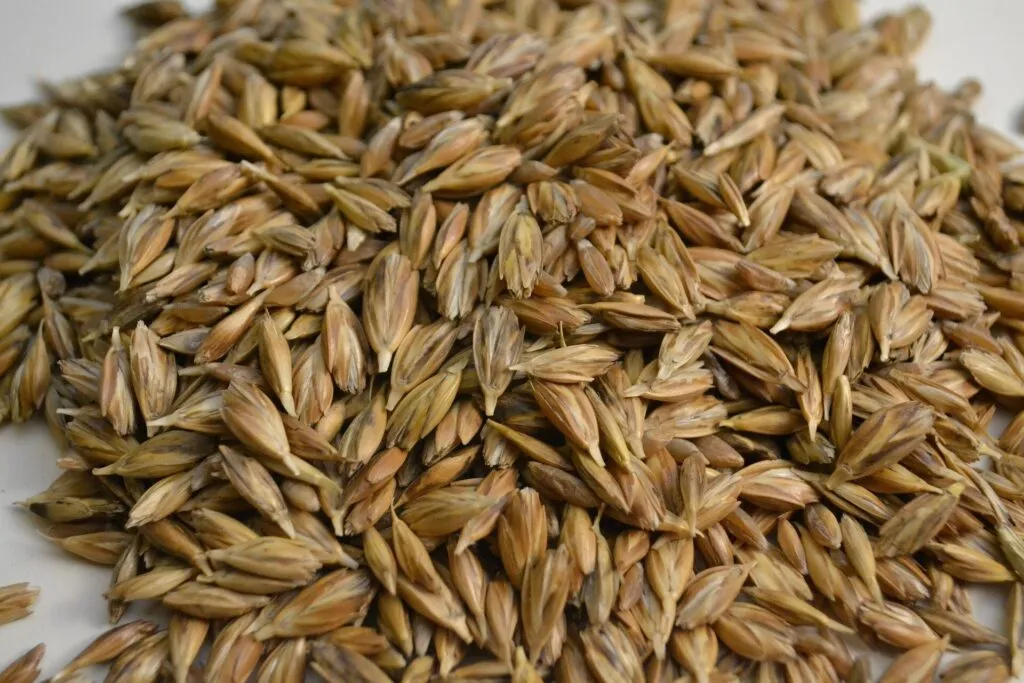 Farro in chicchi