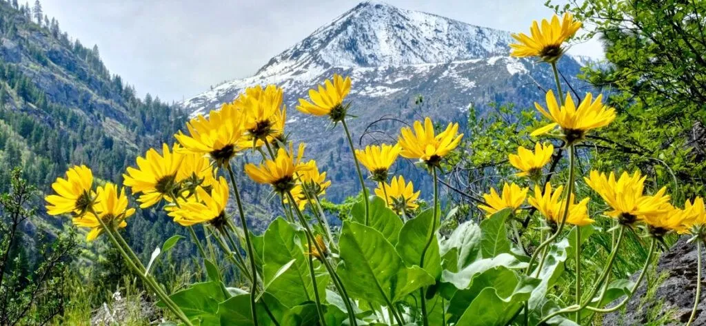 arnica compresse senza lattosio