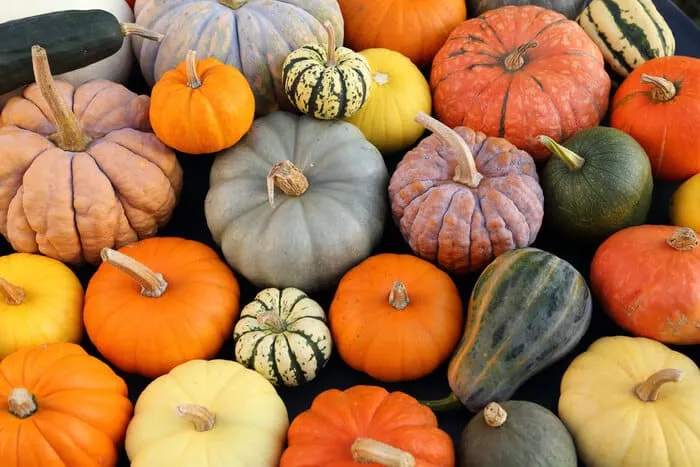 Al momento stai visualizzando Zucca Castagna e Quinoa